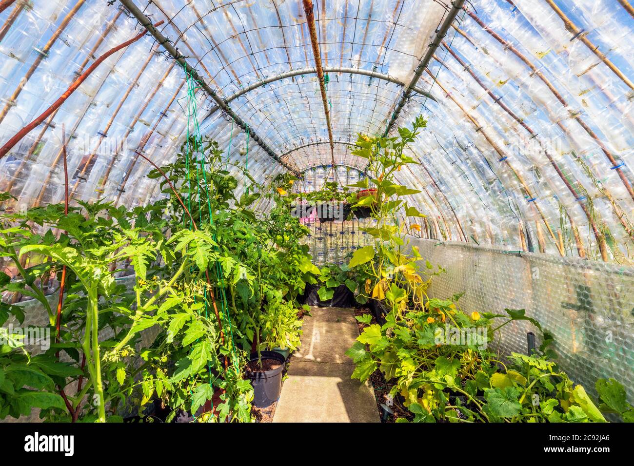Tomato plants growing inside a hothouse made from plastic bottles, Eglinton  allotments, Kilwinning, Ayrshire, Scotland, UK Stock Photo