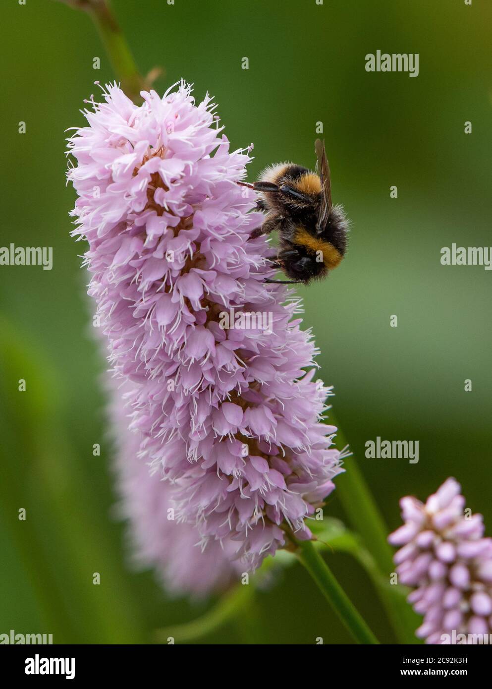 Persicaria bistorta and bumble bee, Chipping, Preston, Lancashire, UK Stock Photo