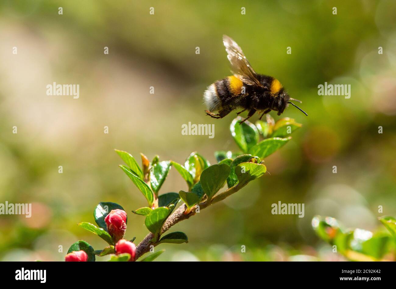 A White-tailed bumblebee on Cotoneaster flowers, Chipping, Preston, Lancashire. Stock Photo