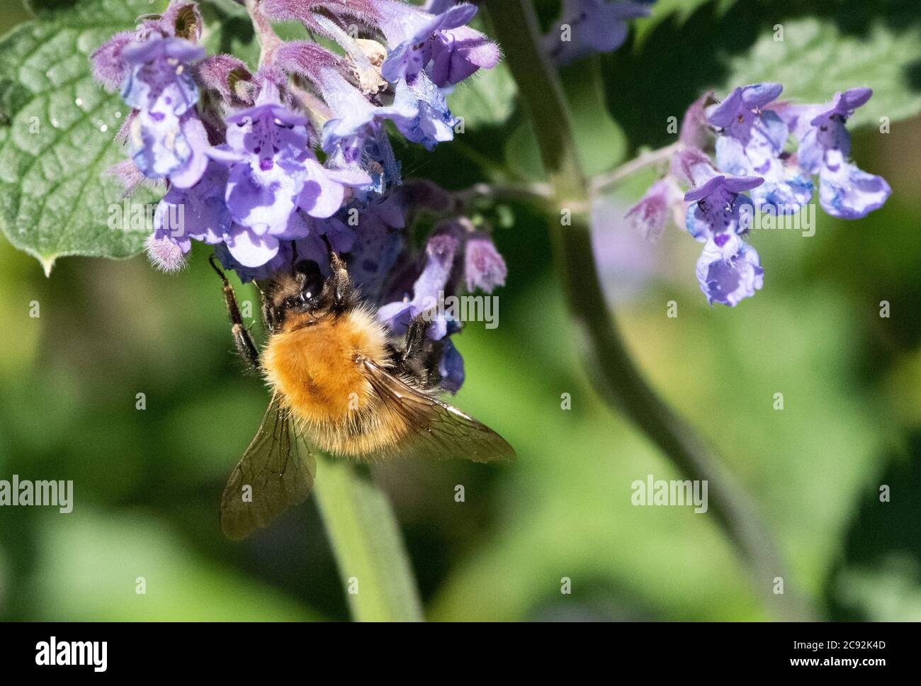 A Tree bumblebee on Catmint flowers, Chipping, Preston, Lancashire. Stock Photo