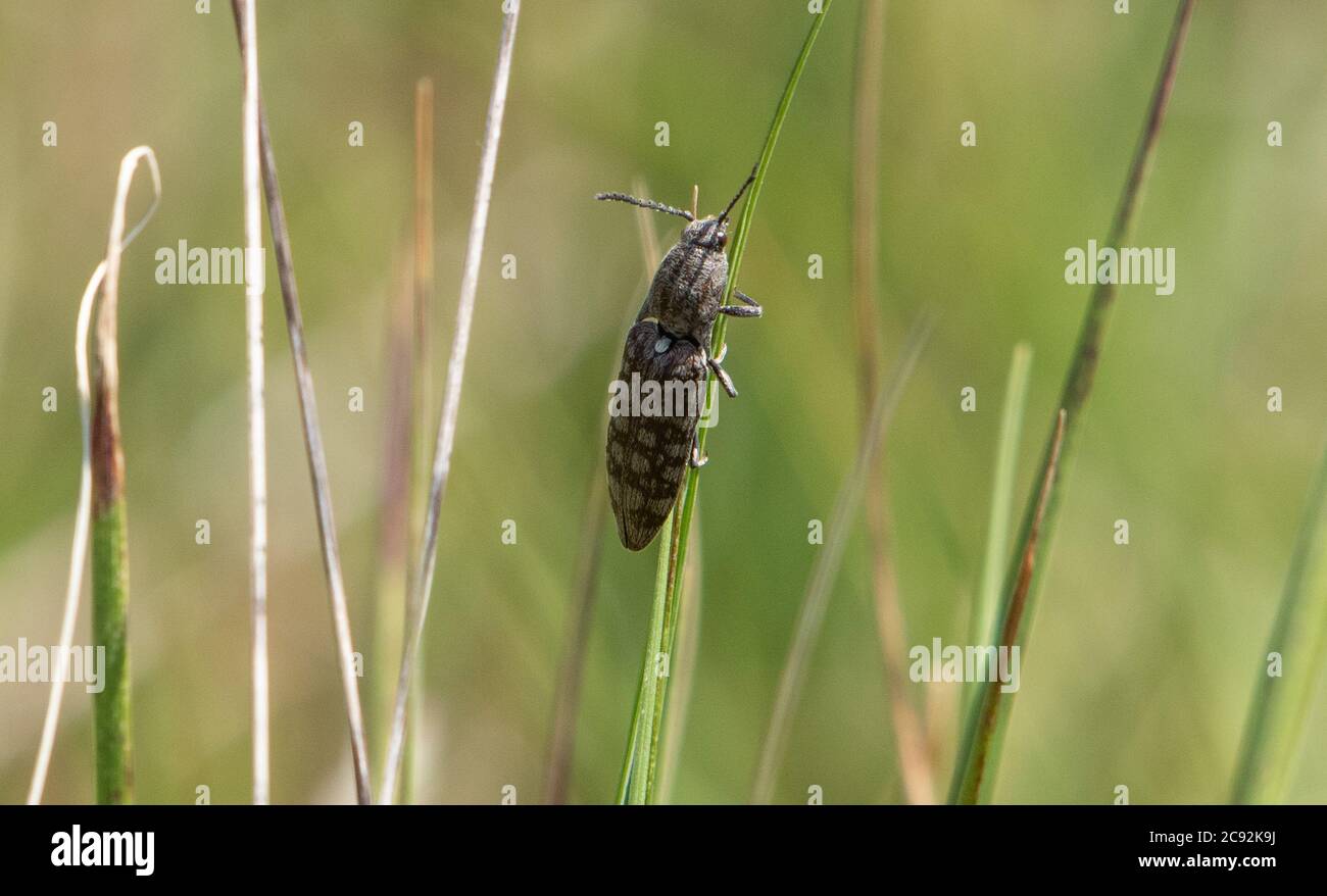 A Click beetle, Chipping, Preston, Lancashire, UK Stock Photo