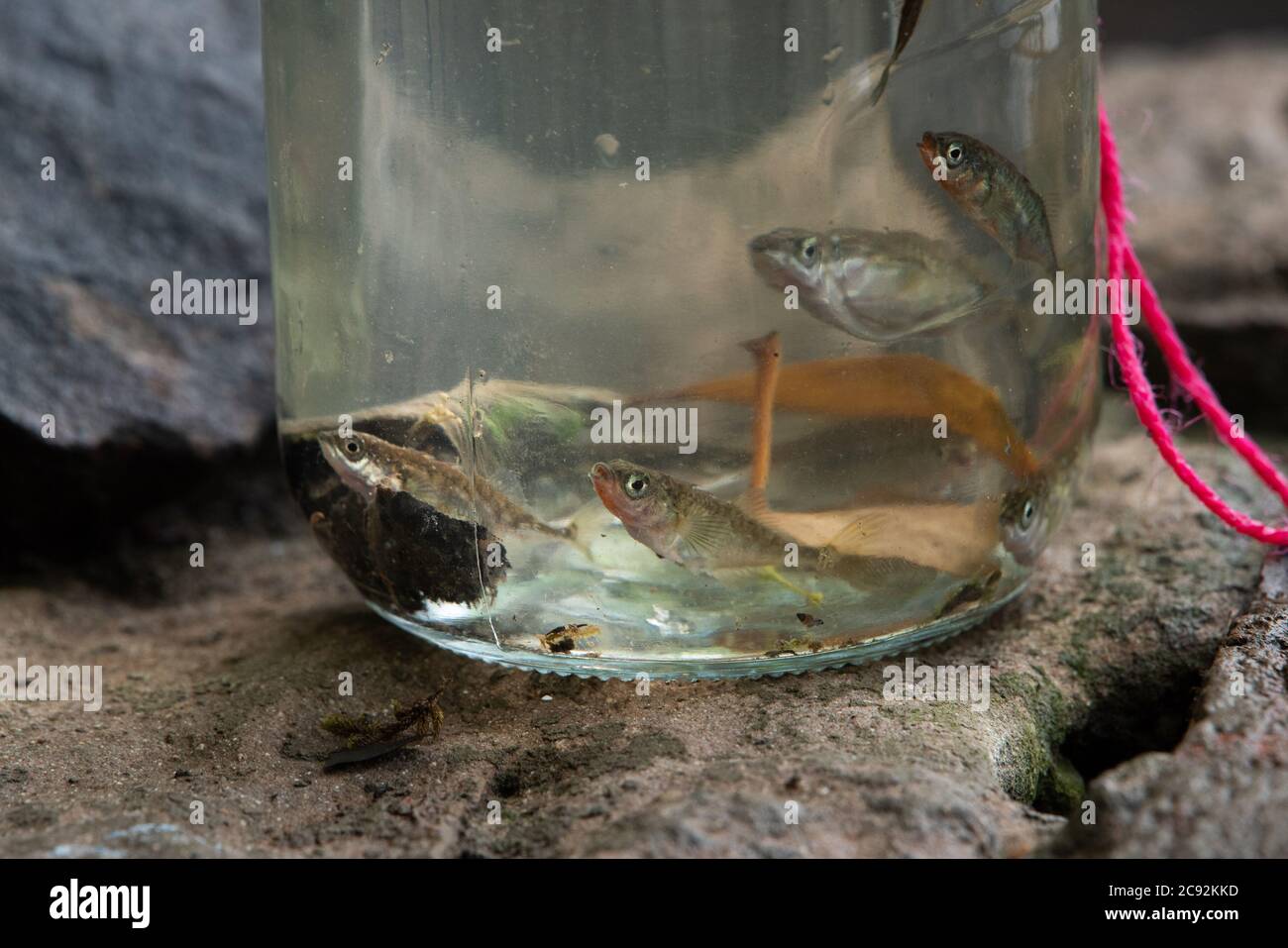Sticklebacks hi-res stock photography and images - Alamy