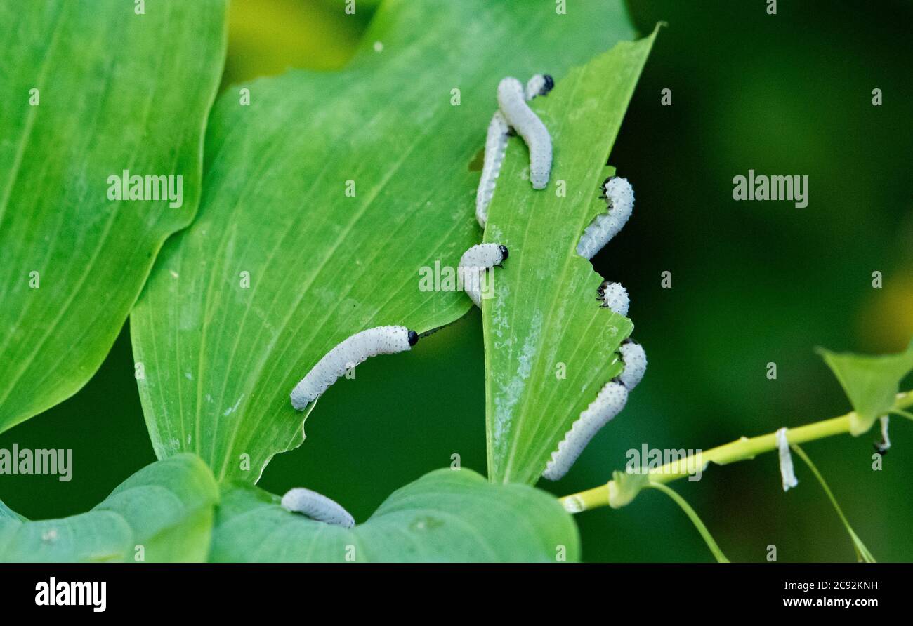 Sawlfy larva in a garden, Chipping, Preston, Lancashire, UK. Stock Photo
