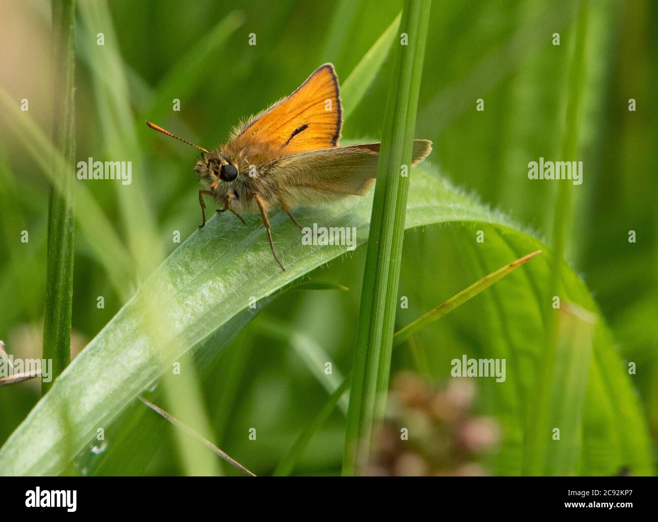 Small Skipper Butterfly , Chipping, Preston, Lancashire, UK Stock Photo