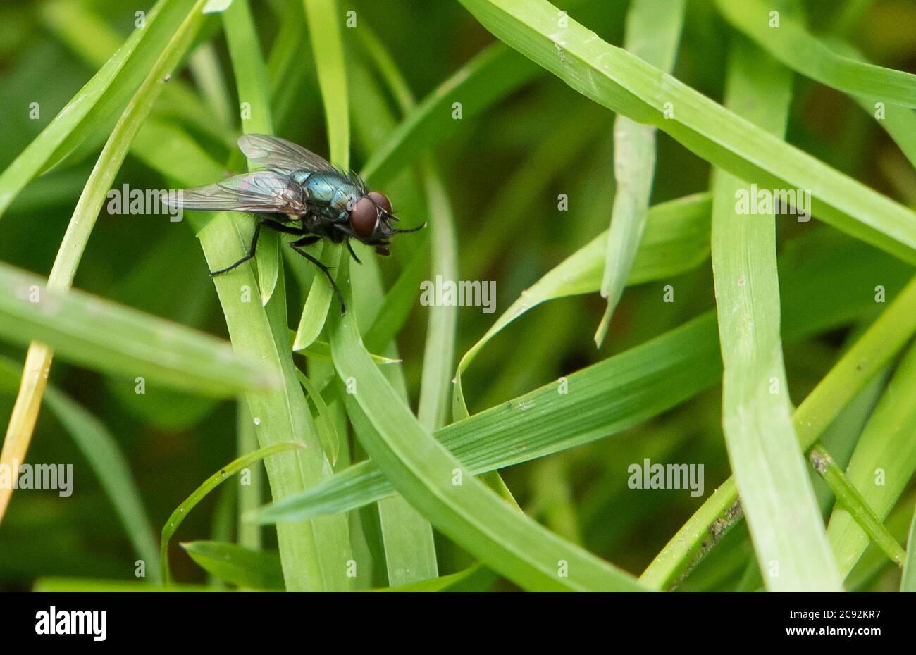 A Black blow fly, Chipping, Preston, Lancashire, UK Stock Photo