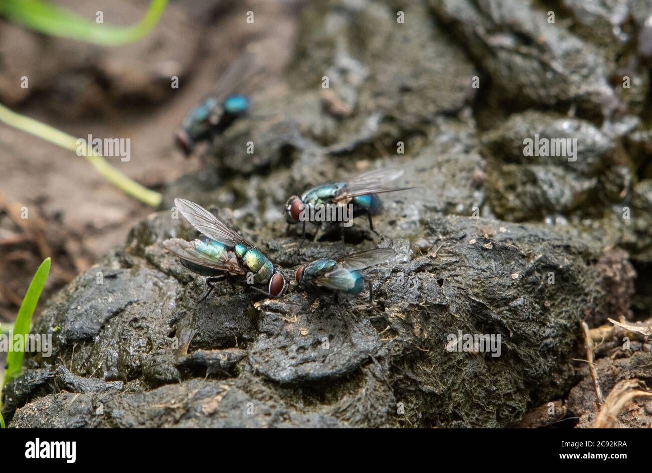 Sheep manure hi-res stock photography and images - Alamy