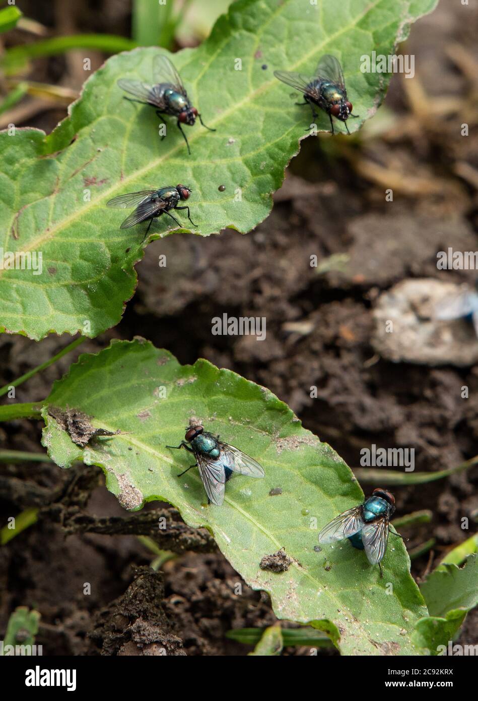 Common Greenbottle flies on dock leaves, Chipping, Preston, Lancashire, UK Stock Photo