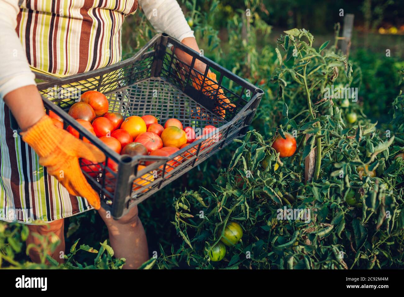 Woman farmer gathering red tomatoes on eco farm putting them in box ...