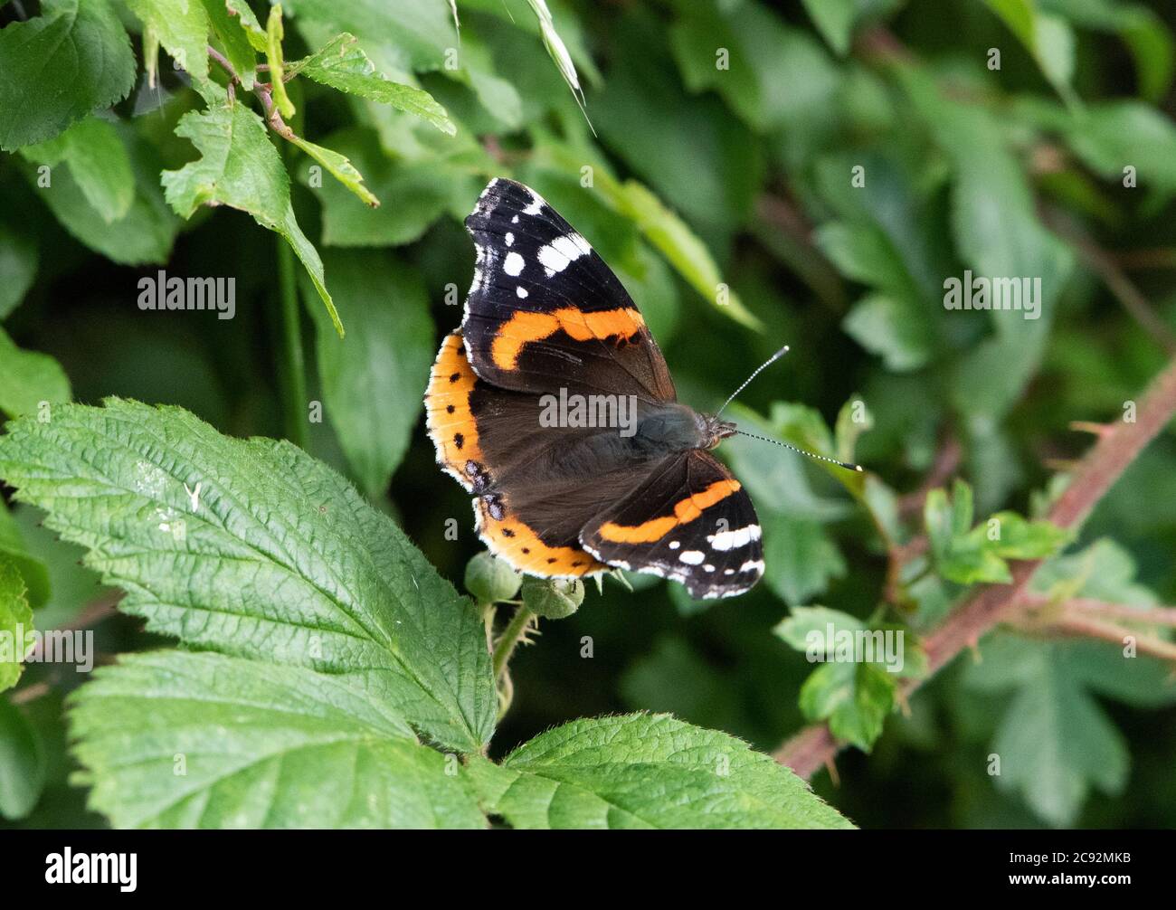A Red Admiral butterfly resting on bramble flowers, Chipping, Preston, Lancashire, UK Stock Photo