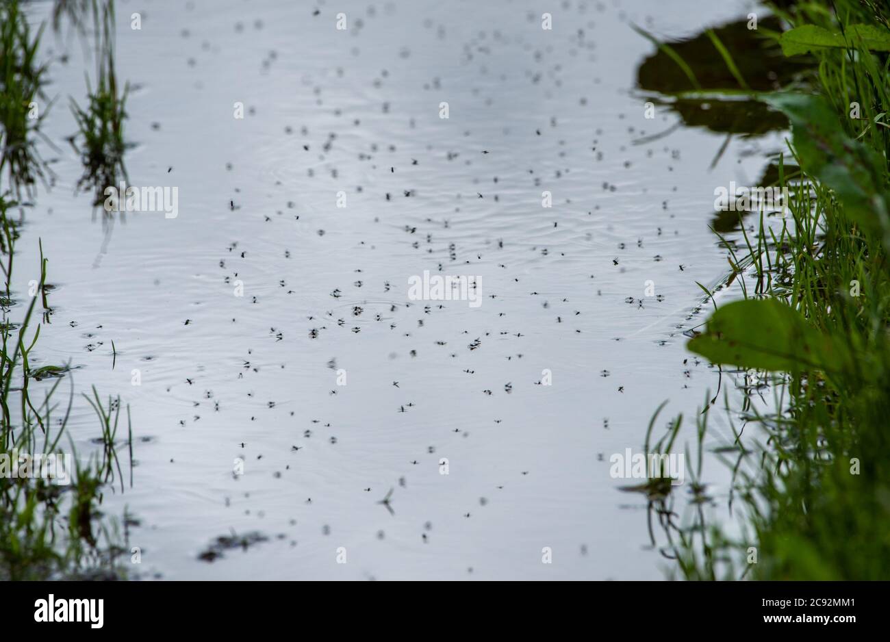 Midges hatching and flying in a puddle, Chipping, Preston, Lancashire, UK Stock Photo