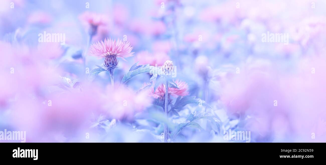 Delicate pink flowers toned blue background. Beautiful floral art banner.  Selective soft focus Stock Photo - Alamy