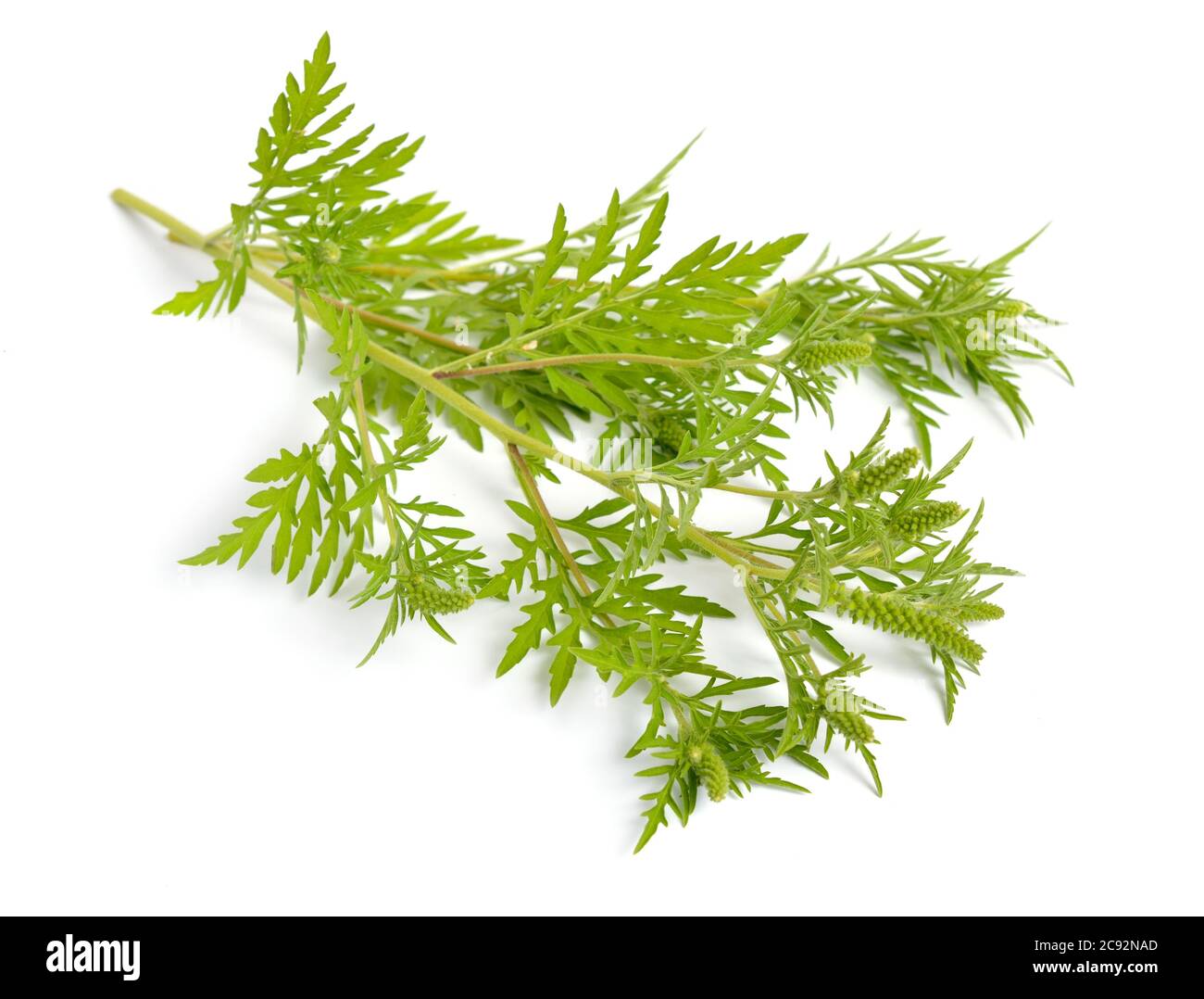 Ragweeds, Ambrosia. Other common names include bursages and burrobrushes. Isolated on white background Stock Photo