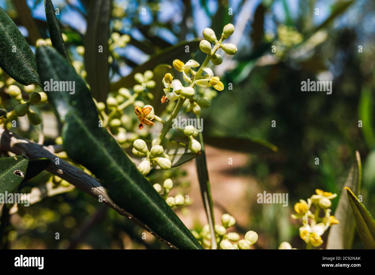 Olive tree pollen is highly allergic to people with respiratory