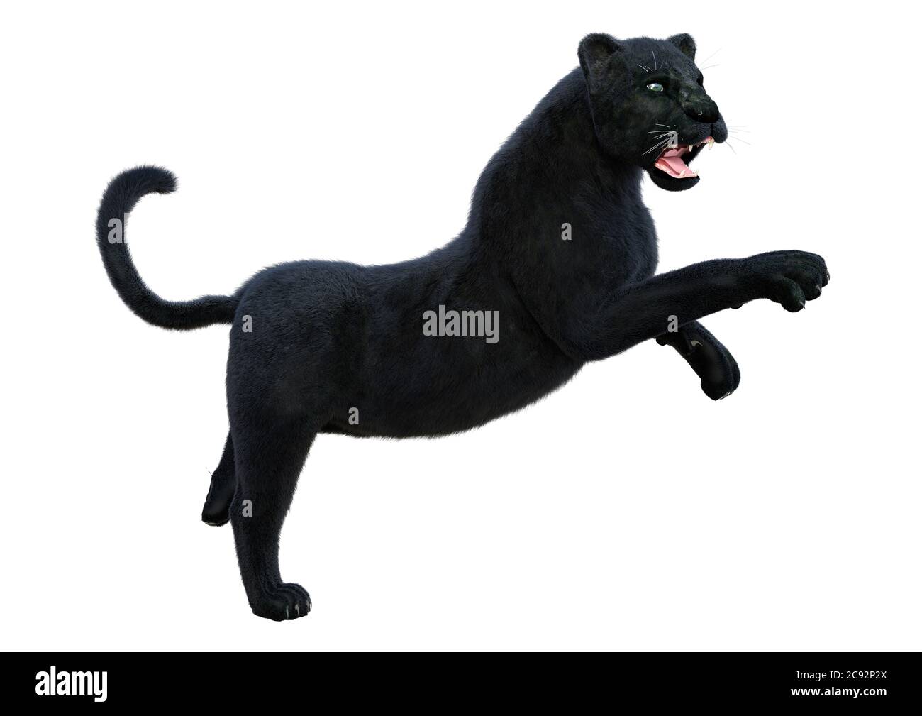 3D rendering of a big cat black panther isolated on white background