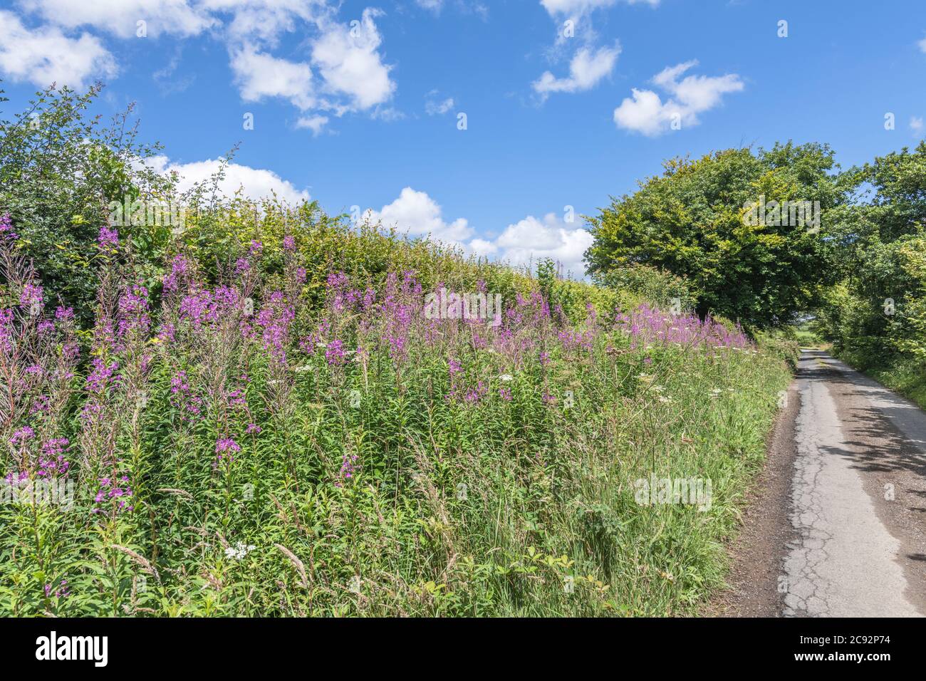 Rosebay Willowherb / Epilobium angustifolium colony beside a rural roadside hedge. Young leaves may be eaten cooked & was used as medicinal plant. Stock Photo