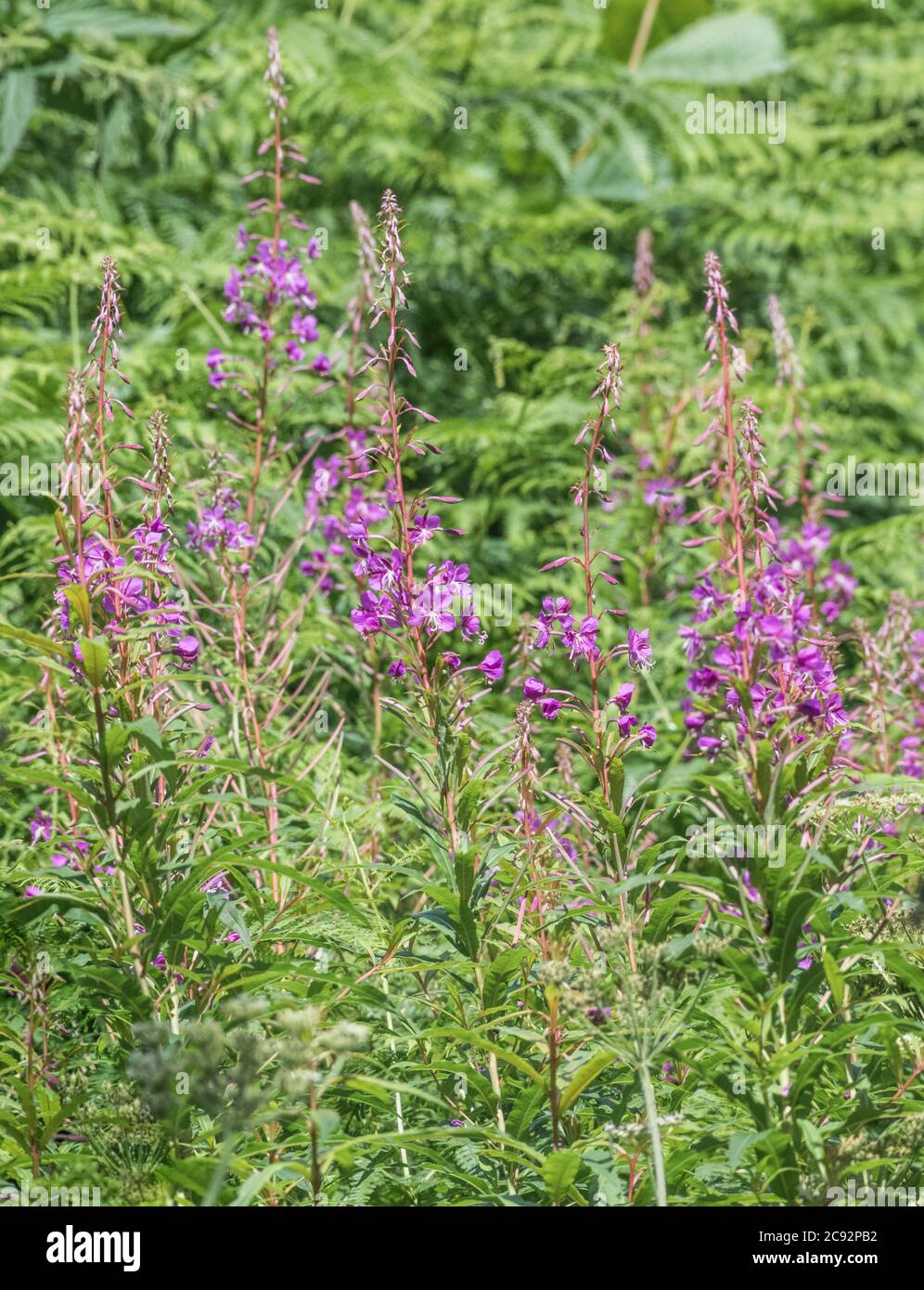 Close shot Rosebay Willowherb / Epilobium angustifolium flowers in rural hedgerow. Young leaves may be eaten cooked & was used as medicinal plant. Stock Photo