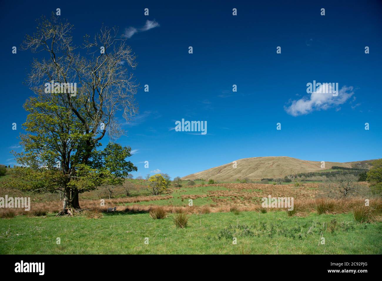 A view of Parlick Fell, Chipping, Preston, Lancashire, UK Stock Photo