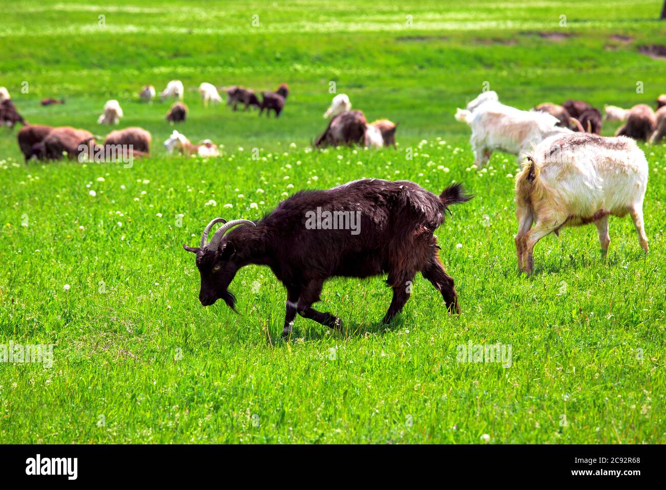 The black goat is grazed on a lawn, artiodactyls eats a green grass. Stock Photo