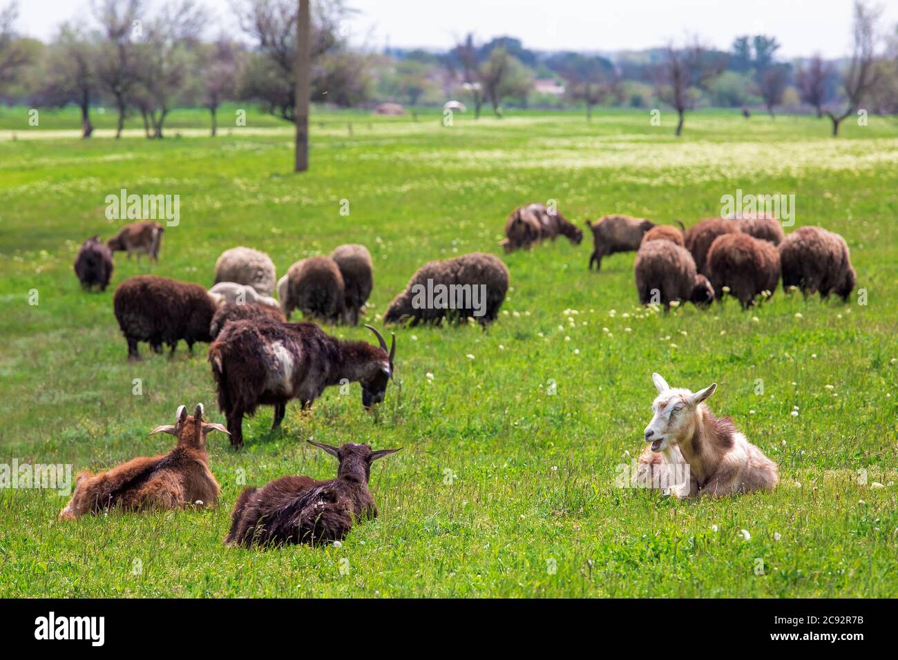 The black goat and sheep is grazed on a lawn, artiodactyls eats a green grass. Stock Photo