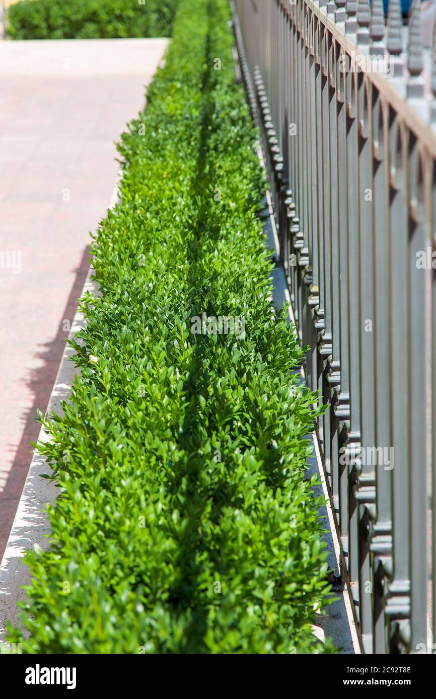 Green Wrought Iron Fence High Resolution Stock Photography and Images ...