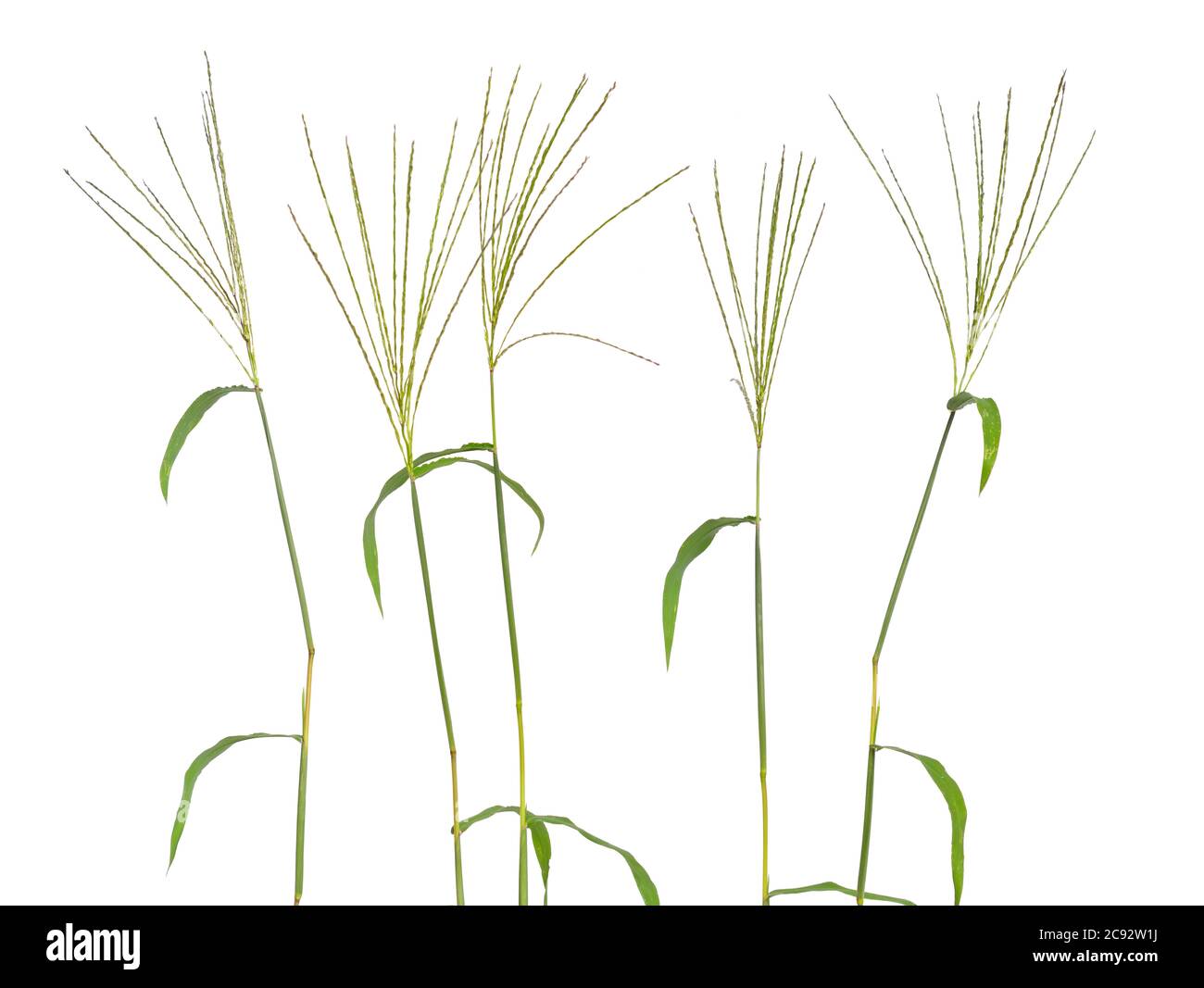 Cynodon dactylon, known as Bermuda grass, Dhoob, durva grass, ethana grass, dubo, dog's tooth grass. Isolated. Stock Photo