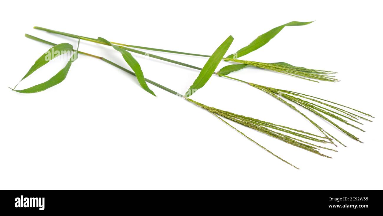 Cynodon dactylon, known as Bermuda grass, Dhoob, durva grass, ethana grass, dubo, dog's tooth grass. Isolated. Stock Photo