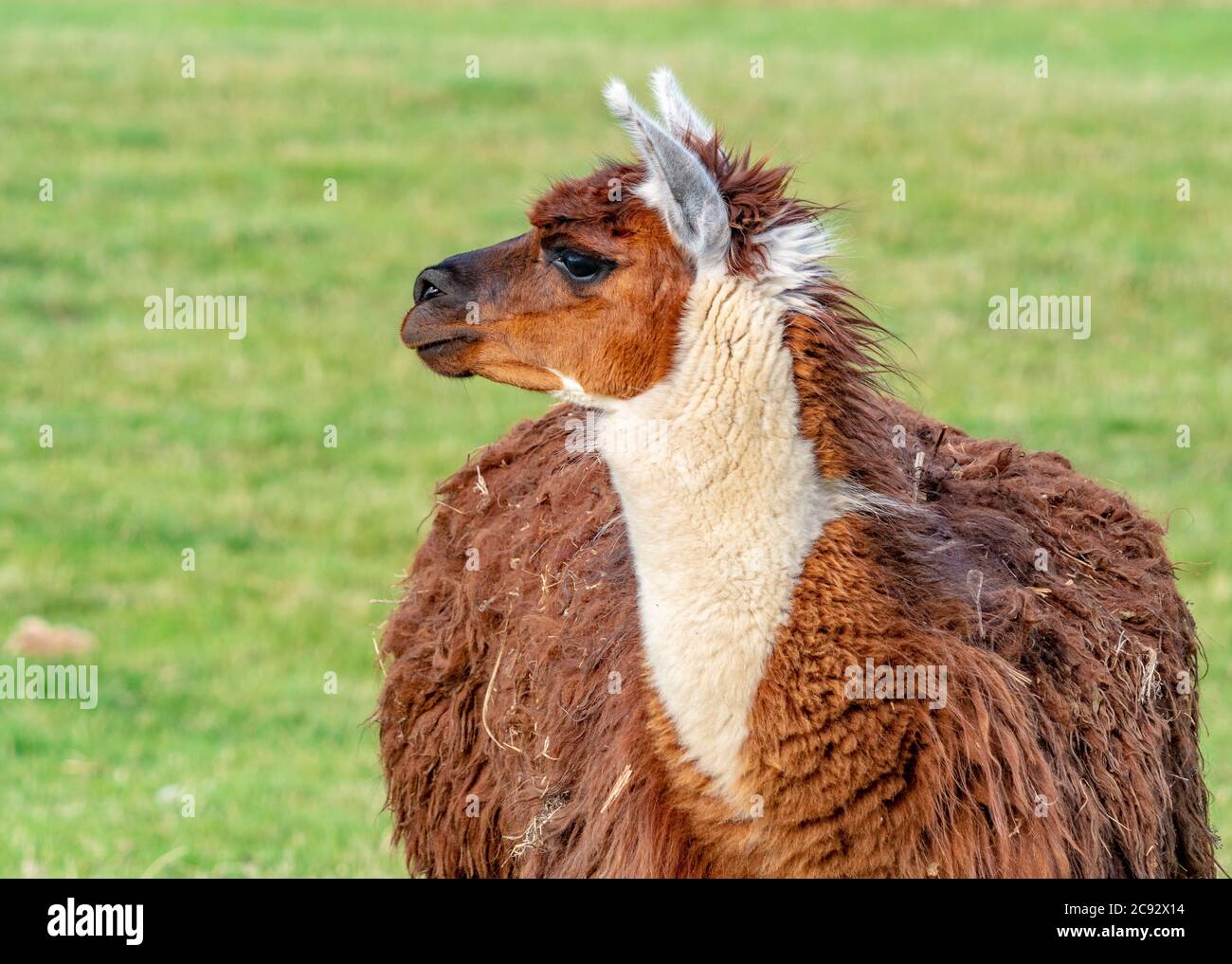 Llama Stock Photo