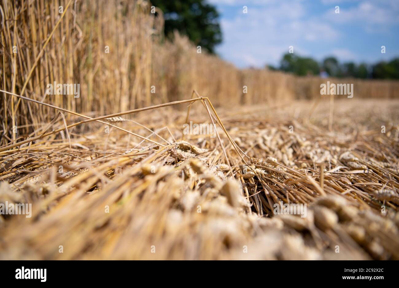 28 July 2020, Bavaria, Pähl: Folded cereal plants can be seen a crop circle in a field near Pähl. Photo: Sven Hoppe/dpa Stock Photo