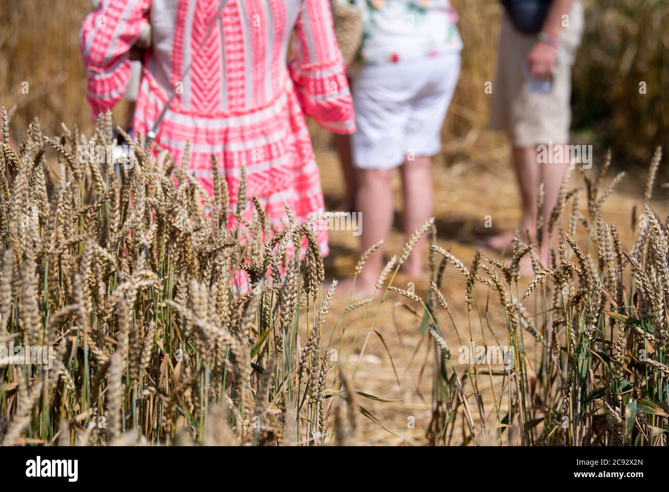 28 July 2020, Bavaria, Pähl: Interested people stand in the center of a crop circle in a field near Pähl. Photo: Sven Hoppe/dpa Stock Photo