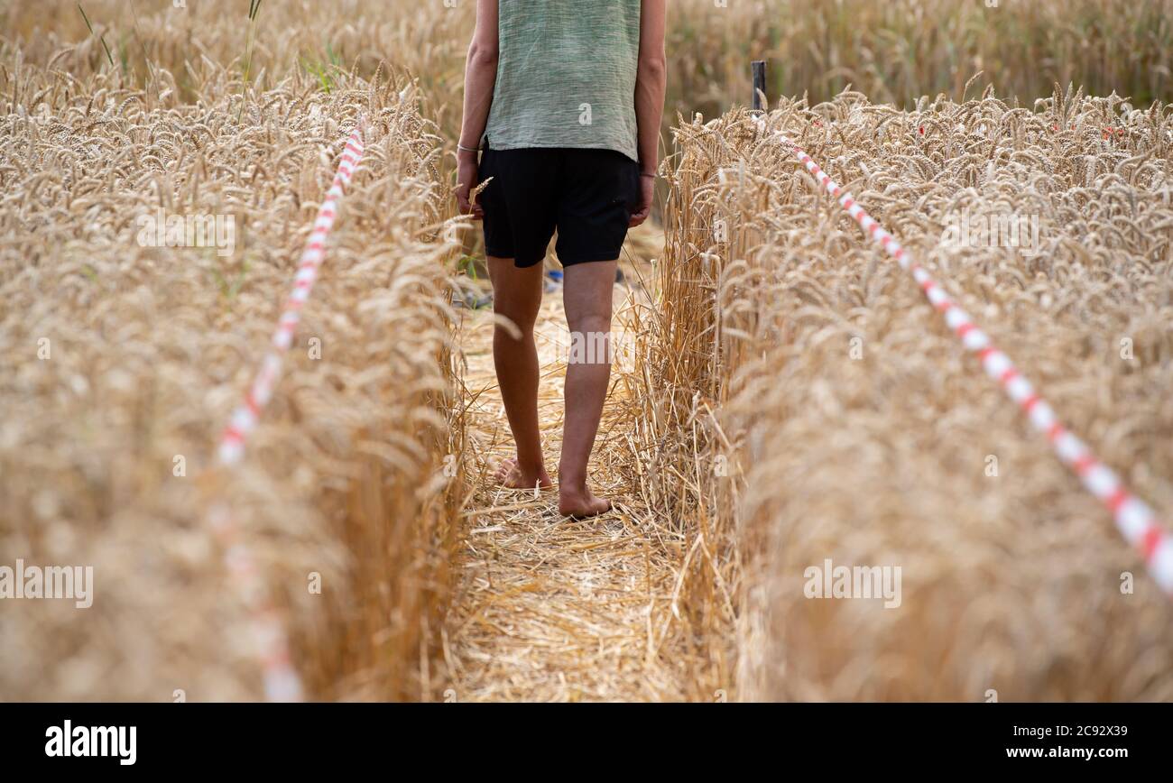 28 July 2020, Bavaria, Pähl: A man walks through a crop circle in a field near Pähl. Photo: Sven Hoppe/dpa Stock Photo