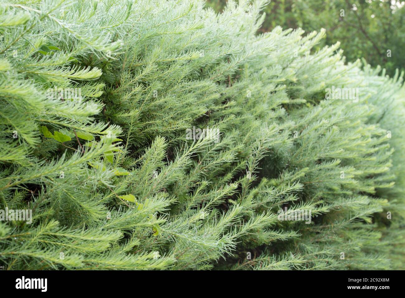 larch green hedge closeup selective focus Stock Photo