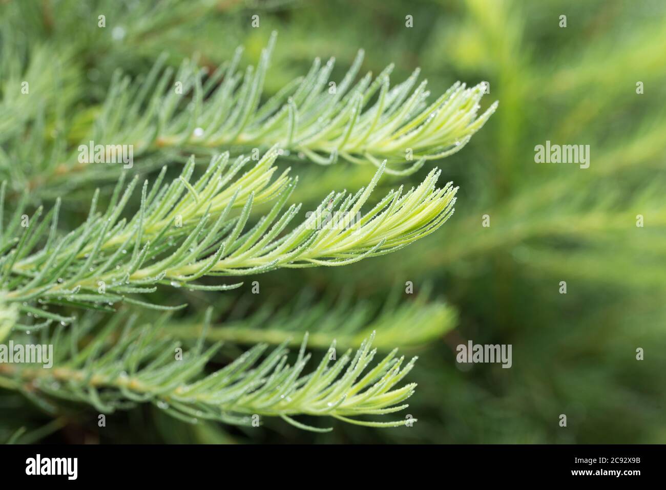 larch green twigs closeup selective focus Stock Photo