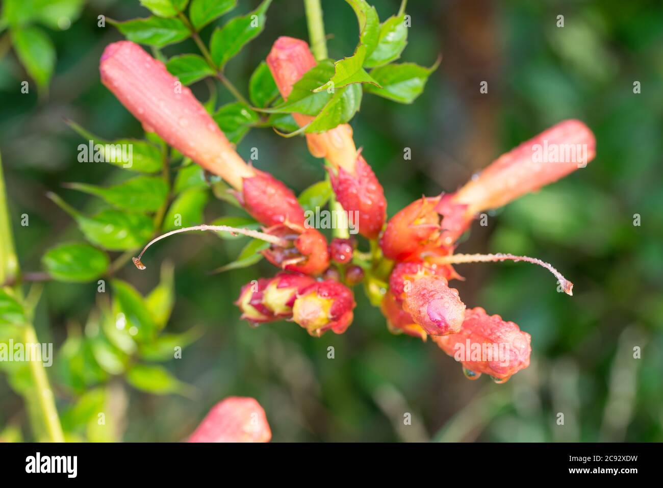 Campsis radicans, trumpet vine,  creeper red flowers in garden macro selective focus Stock Photo
