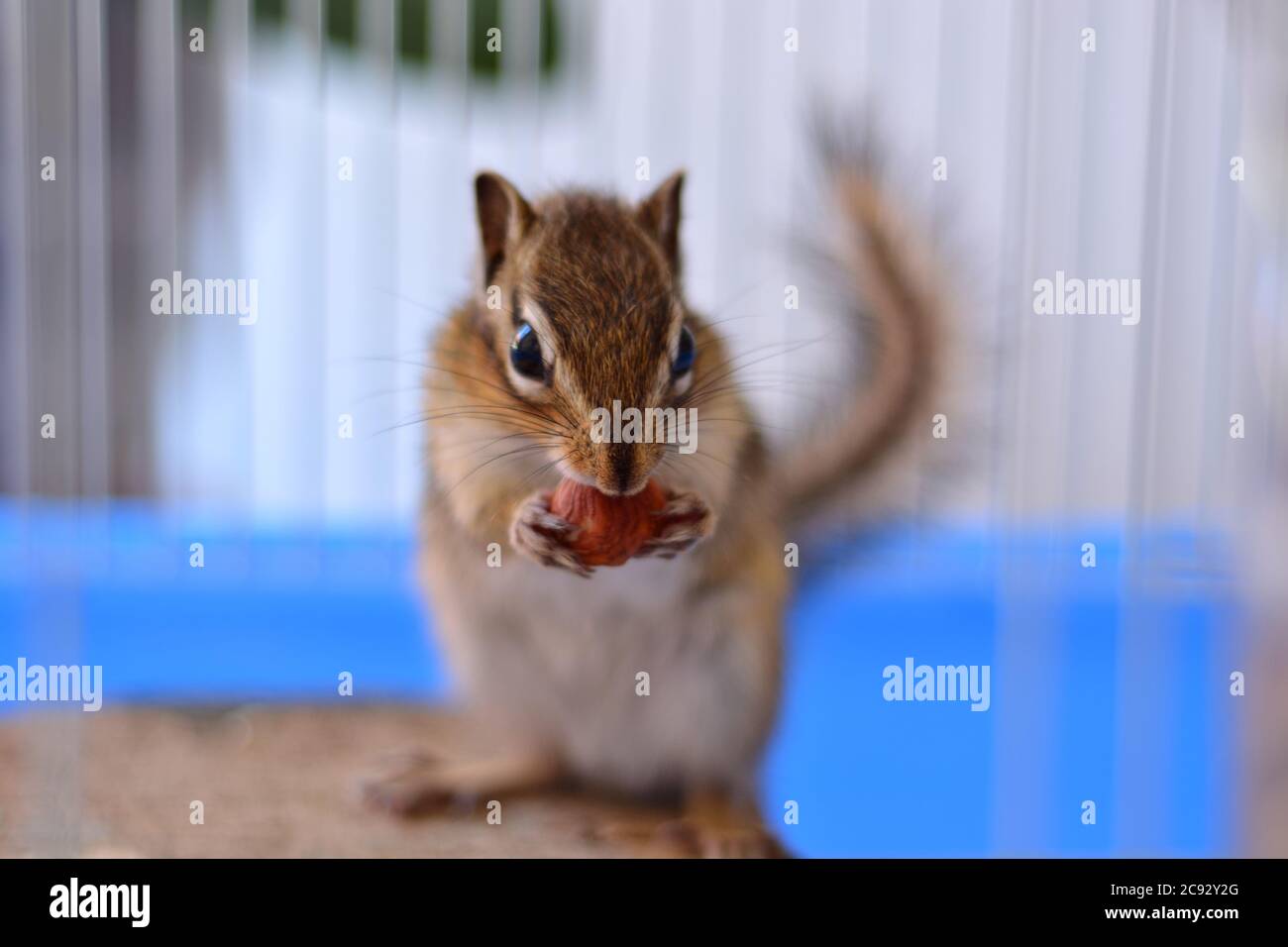 Young Siberian chipmunk or Siberian squirrel (Eutamias sibiricus) eats hazelnuts. Animal and pet