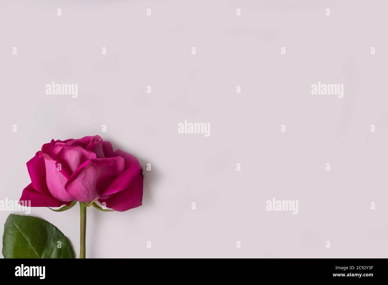 Pink rose with green leaves on a white background. Isolated Stock Photo ...