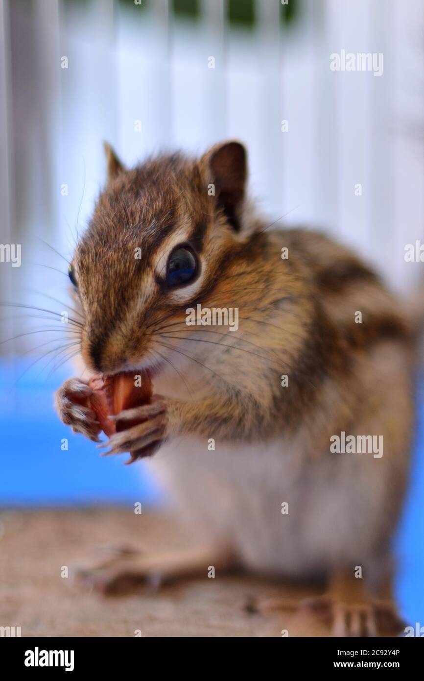 Siberian chipmunk or Siberian squirrel (Eutamias sibiricus) eats hazelnuts. Animal and pet at