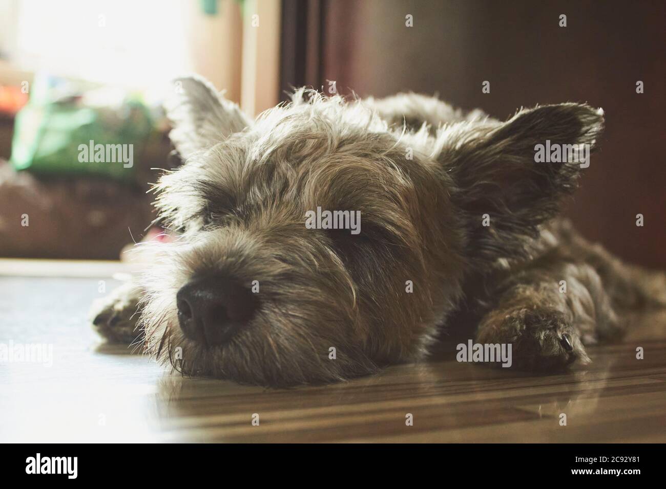Sleepy pup (puppy) Stock Photo