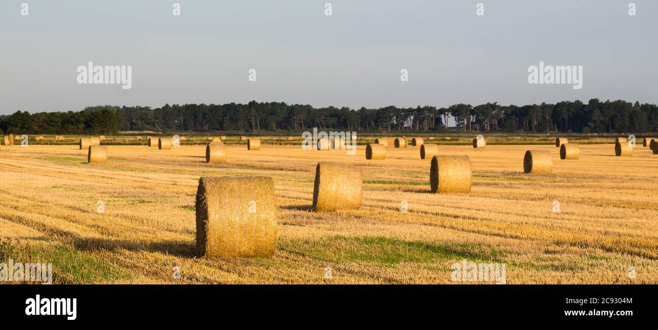 Rolls of straw in a farm field Stock Photo - Alamy