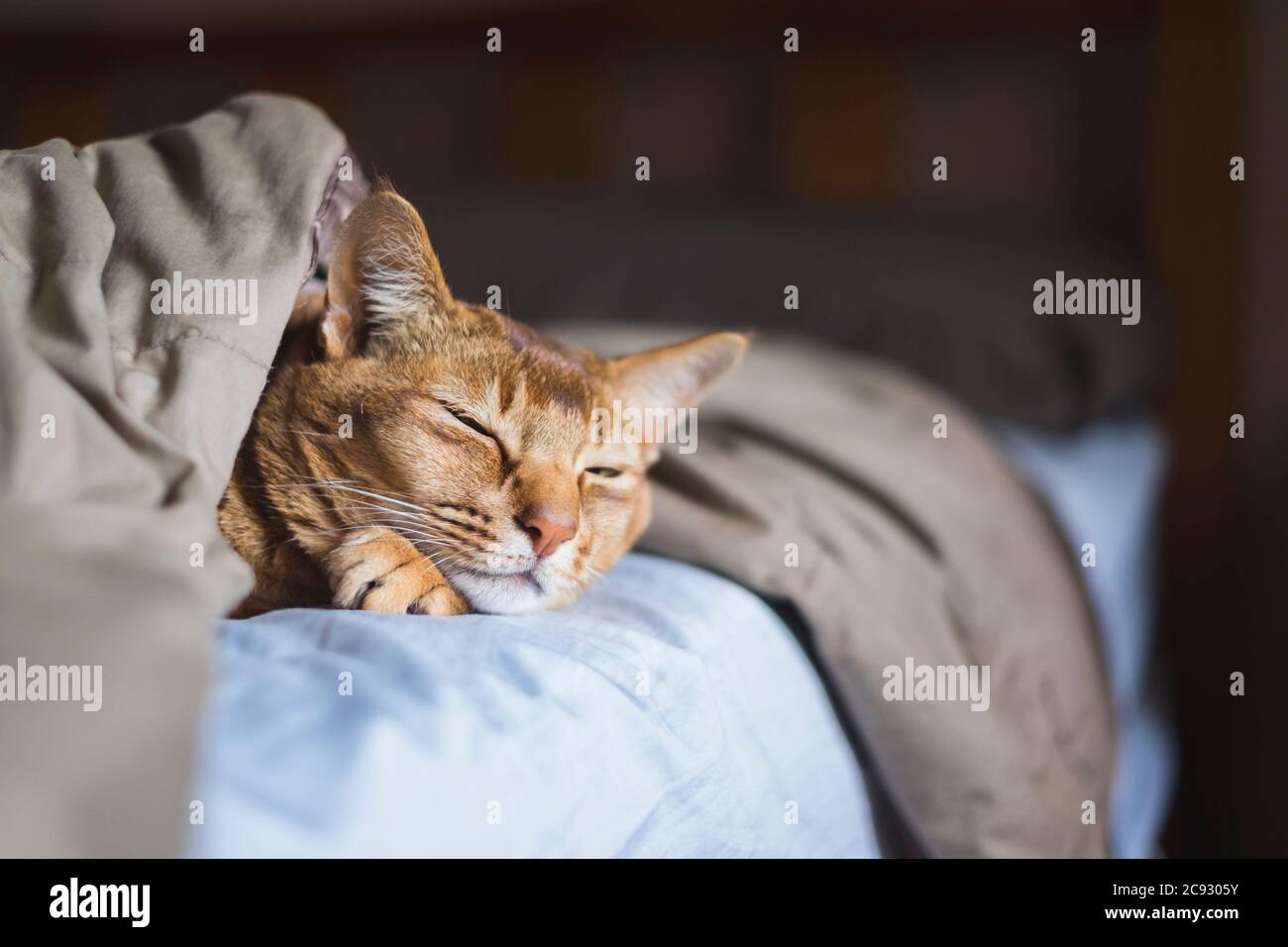 Cute cat sleeping under blankets in bed Stock Photo Alamy