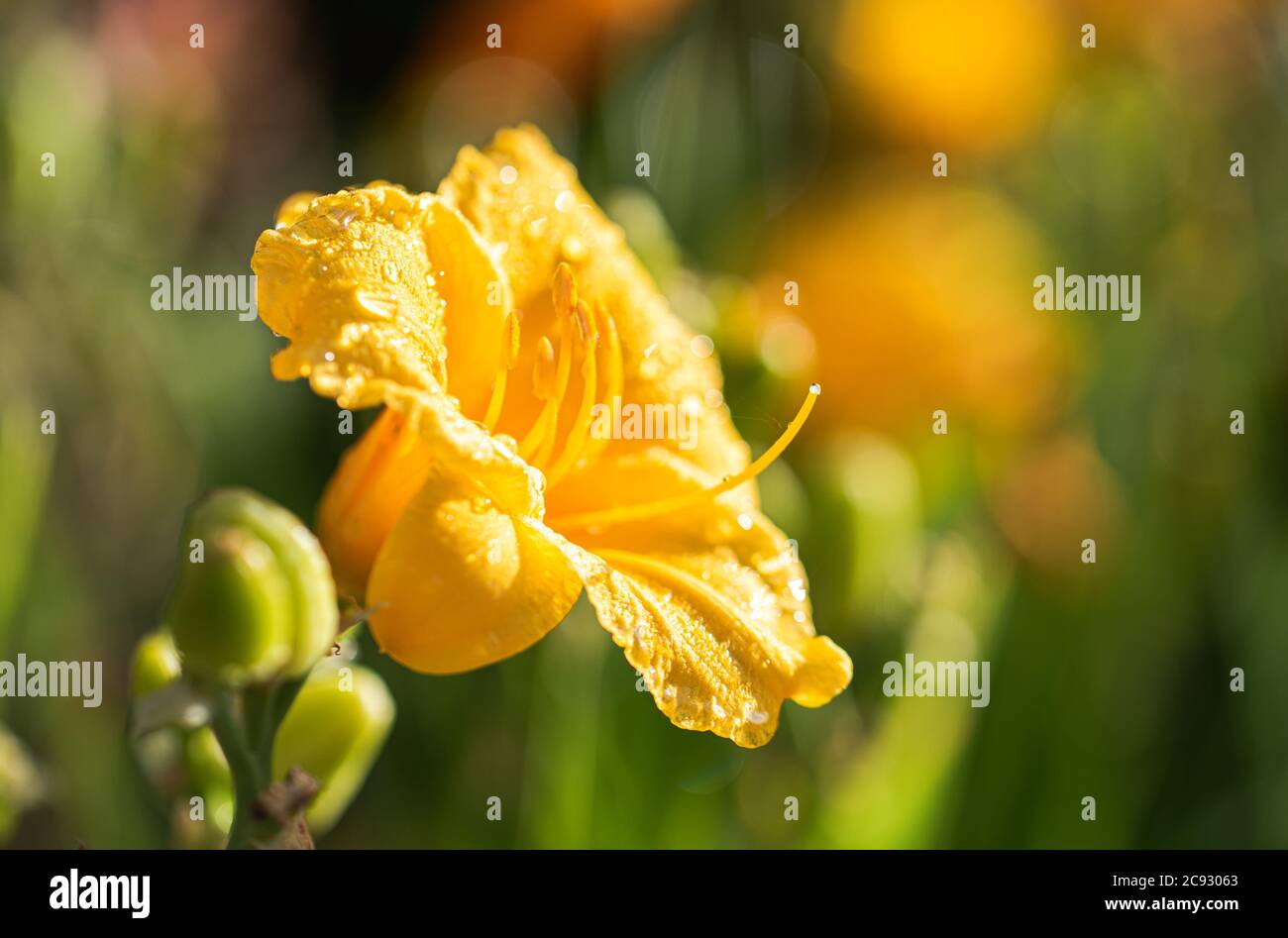 Close up of water drops on the petals of day lily flower in bloom. Stock Photo