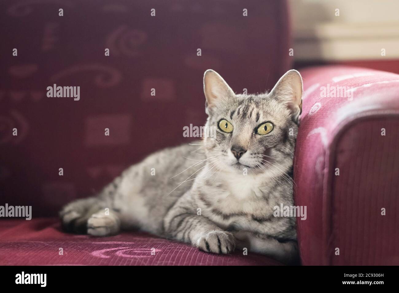 Small silver cat lying on a red couch inside Stock Photo