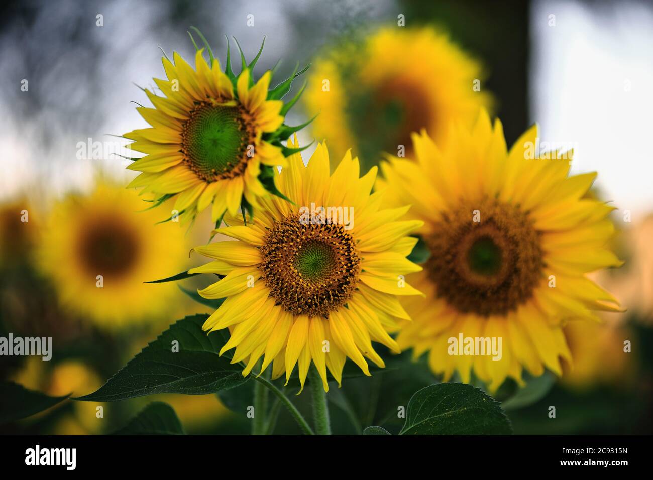 Close-up of some sunflowers-Helianthus annuus in peak growth season in the shade of a copse under the bright midday sun of an August day in the northe Stock Photo