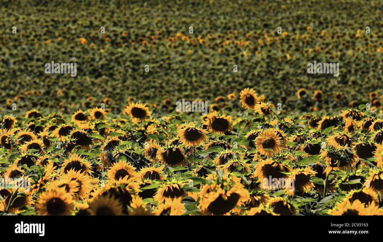 Close-up of a sunflower-Helianthus annuus field in its peak growth season under the clear blue sky and bright midday sun of an August day in the north Stock Photo
