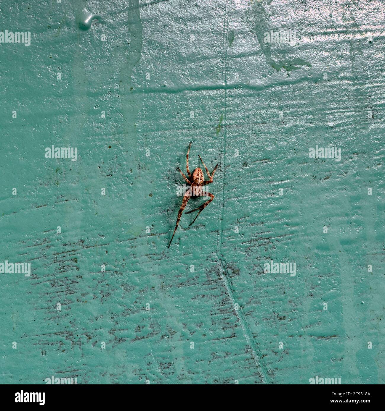 Spider back pattern hi-res stock photography and images - Alamy