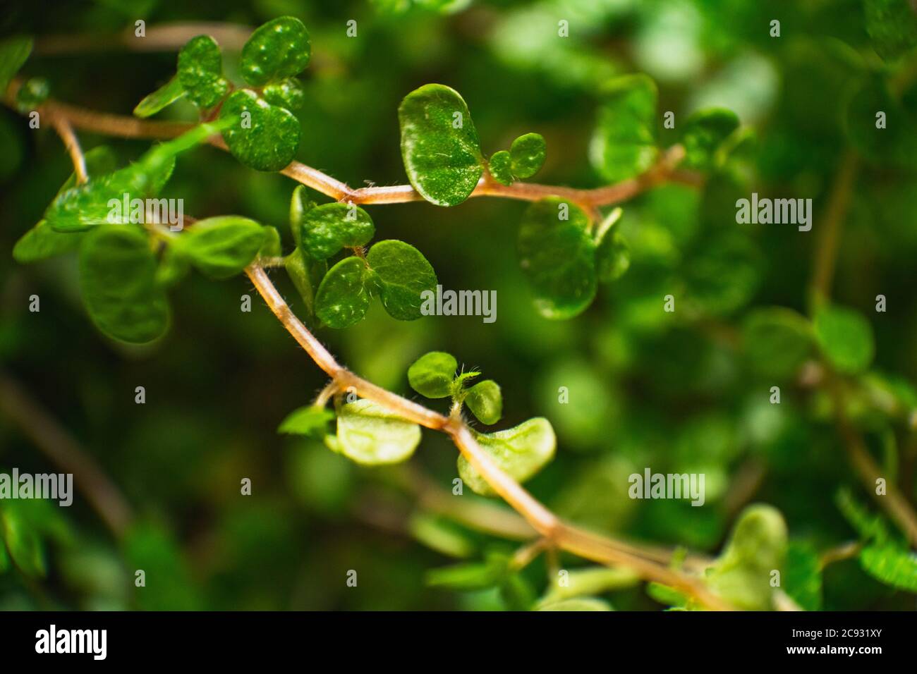 Macro shot of Soleirolia plant Stock Photo - Alamy