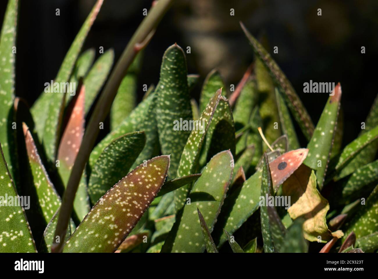 Gasteria carinata leaves close up Stock Photo