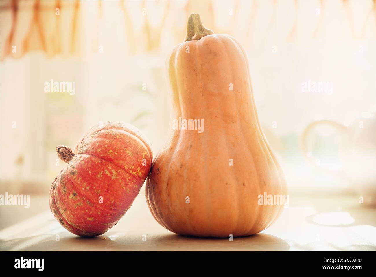 Two pretty pumpkins on the table at sun light. Stock Photo