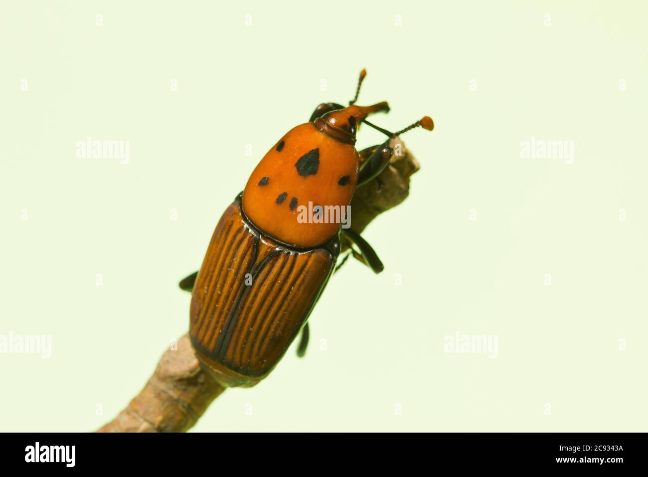 Sago beetle hi-res stock photography and images - Alamy