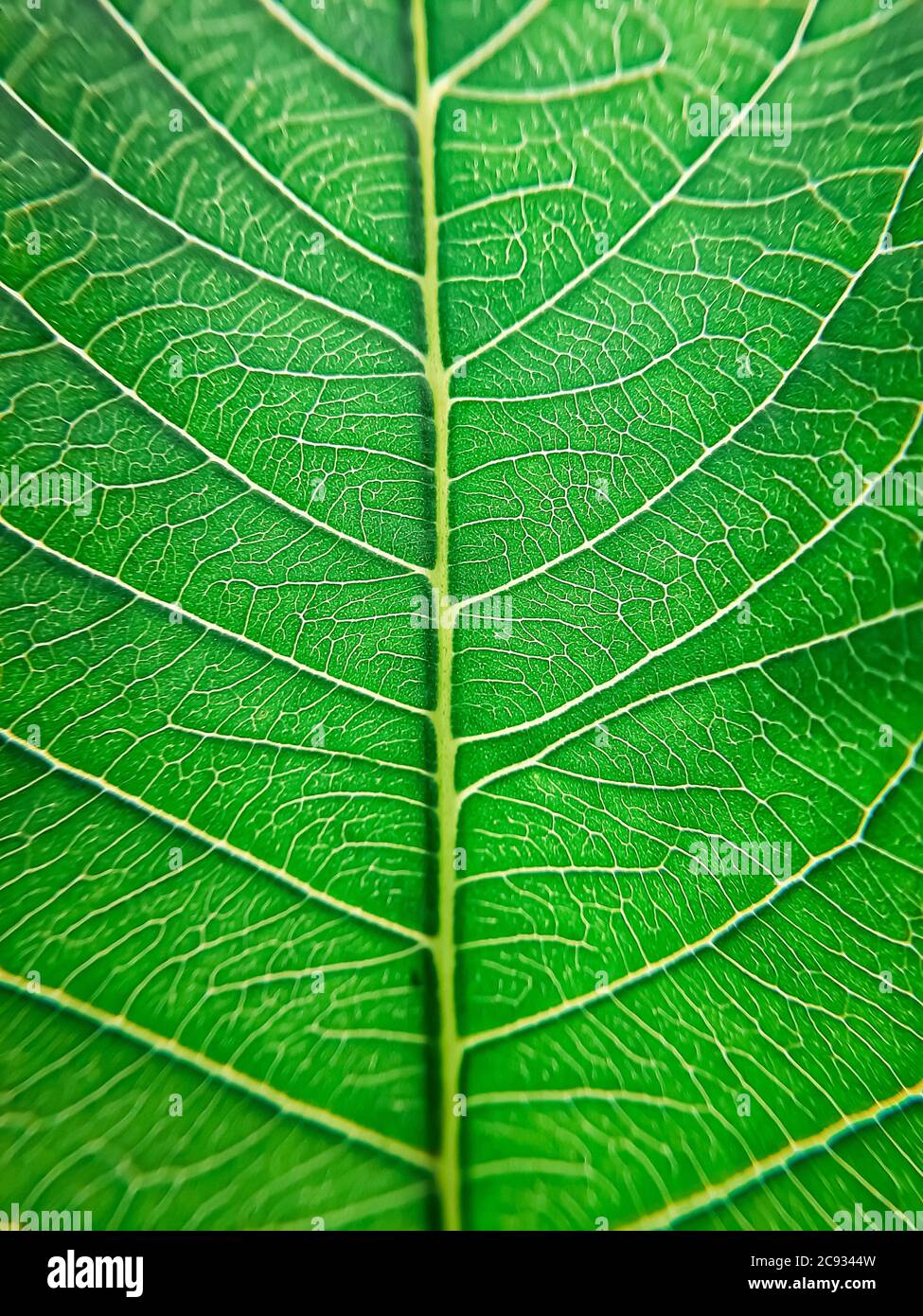 Handheld Macro shot of a dry Sacred Fig leaf against the sun and blue sky. Extreme details in nature Stock Photo