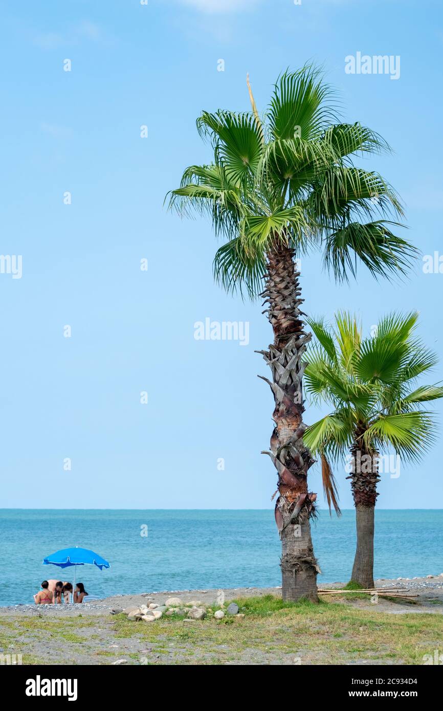 Palm trees on the Black Sea coast in Anaklia, Georgia Stock Photo
